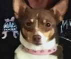 The second shop dog at The Car Clinic