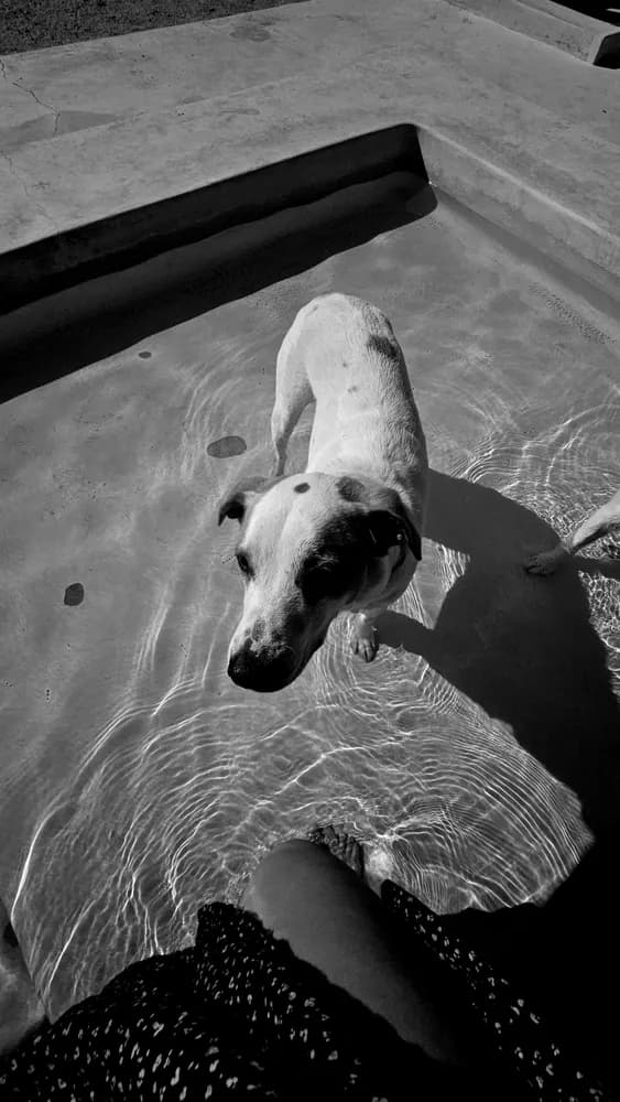 Black-and-white overhead shot of a spotted dog standing in a shallow pool